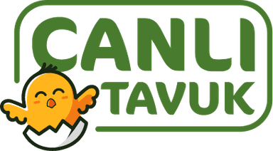 tavuk